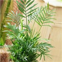 Chamaedorea elegans - Parlour Palm