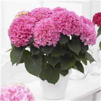 Blooming Indoor Rose Pink Hydrangea