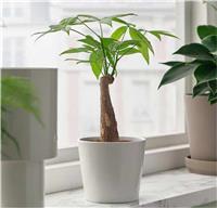 Pachira aquatica - Bonsai Money Tree