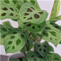 Maranta Fantasy - Prayer Plant