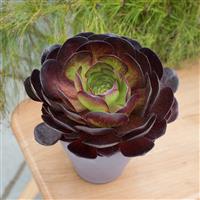Semponium 'Vortex' - Surreal Succulents