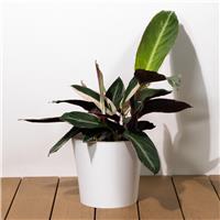 Calathea Stromanthe Sanguinea