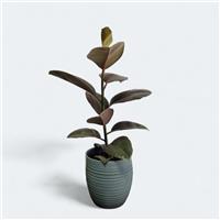 Ficus Camouflage
