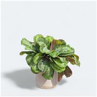 Maranta leuconeura 'Silver Band'