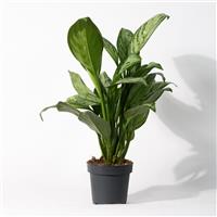 Aglaonema Maria Christina