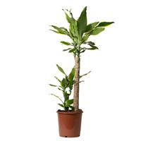 Dracaena Golden Coast