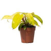 Philodendron Painted Lady