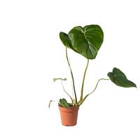 Philodendron Pastazanum
