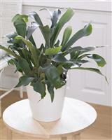 Platycerium bifurcatum - Common Staghorn Fern in Hanging Basket