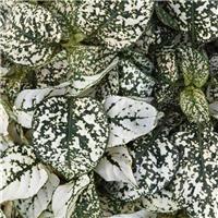 Hypoestes Splash White - Polka Dot Plant