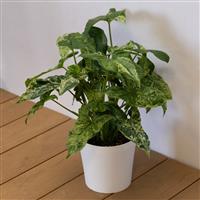 Syngonium podophyllum mottled
