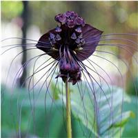 RARE - Tacca chantrieri - Bat Plant - in Bud and Bloom