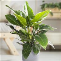 Philodendron Imperial green - 60cm tall