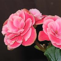 Begonia elatior Double Pink Flower