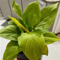 Homalomena rubescens 'Lemon Lime'