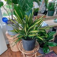 Dracaena Rikki