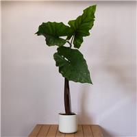 Alocasia 'Sumo'