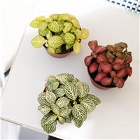 Fittonia Mix - Pack of THREE Nerve Plants