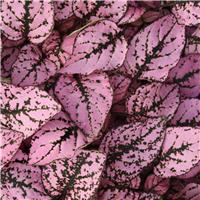 Hypoestes Splash Pink - Polka Dot Plant