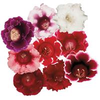 Gloxinia Plant - Sinningia Avanti Mix