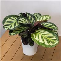 Calathea Makoyana