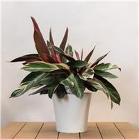 Calathea Triostar