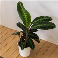Calathea Warscewiczii