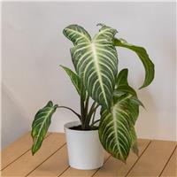 Anthurium Botanische Xanthosoma Lindeii