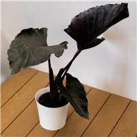Alocasia Antoro Velvet