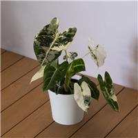 Alocasia 'Frydek' Variegata