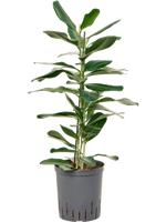 Ficus Smile microcarpa