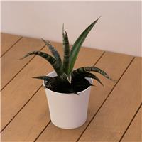 Sansevieria trifsciata - Mother in Law's Tongue