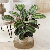 Calathea Medallion - Prayer Plant
