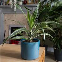 Dracaena Warneckei - Dragon Tree - 45cm