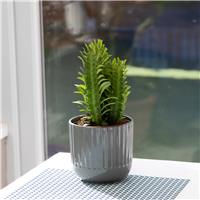 Euphorbia trigona- African milk tree - 30cm
