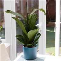 Ficus Lyrata - Fiddle Leaf Fig - 75cm