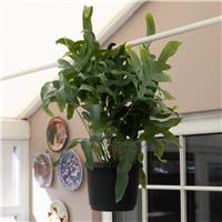 Phlebodium Aureum 'Blue star Fern' - Hanging Fern