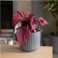 Begonia Beleaf 'Asian Tundra'