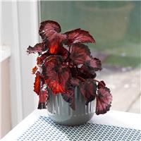 Begonia Beleaf 'Yukon Frost'