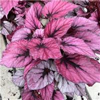 Begonia 'Indian Summer'