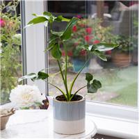 Philodendron Fun Bun - 30-40cm