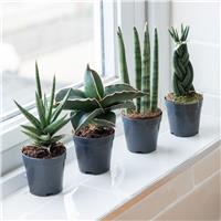 Snake Plants - Sansevieria Collection - Pack of Four Plants