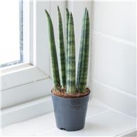 Sansevieria Cylindrica 'Spaghetti' - African Spear Plant