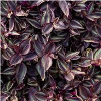 Tradescantia Zebrina - Silver Inch Plant