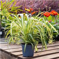 Chlorophytum Hawaiian - Variegated Spider Plant