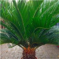 HUGE GIANT Cycad - Cycad revoluta - EXTRA LARGE Specimen King Sago Palm Cycas - Circa 80-100cm