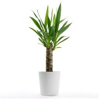 Indoor Yucca Tree - Perfect to Brighten up the Home in Classic White Display Pot