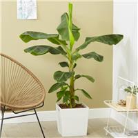 Musa Dwarf Cavendish 'Bananarama' - Banana Plant 80-120cm