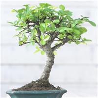 Beautiful Bonsai Tree with Ceramic Dish & Saucer included