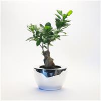Ficus Ginseng Bonsai in Contemporary Silver Ceramic Planter